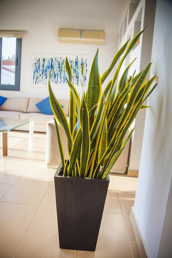 Villa Infinite Blu Πάφος Εξωτερικό φωτογραφία